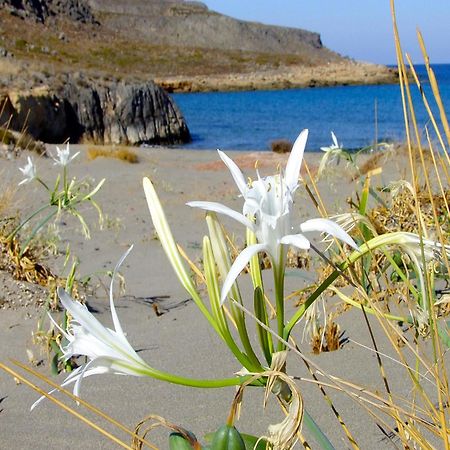 Olive Coast Suites Palekastro Bagian luar foto